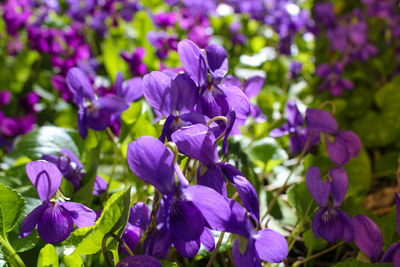 Close-up of purple flowers blooming outdoors