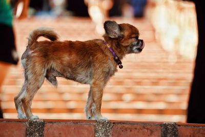 Side view of dog standing outdoors