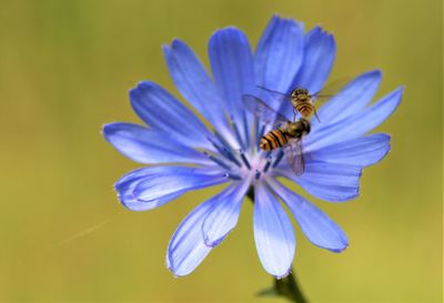 Close-up of bee pollinating on purple flower