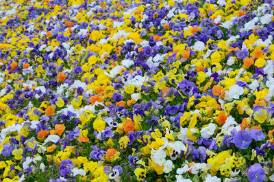 Full frame shot of fresh purple flowers in field