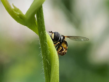 Close-up of insect on leaf