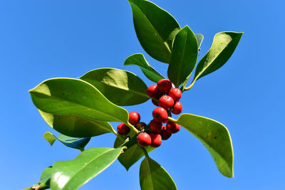 Low angle view of fruits on tree against blue sky