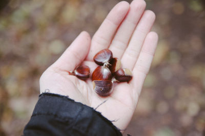 Cropped hand holding chestnuts