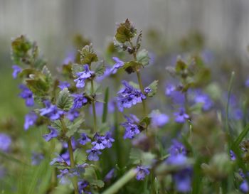 Close-up of purple flowering plants on field