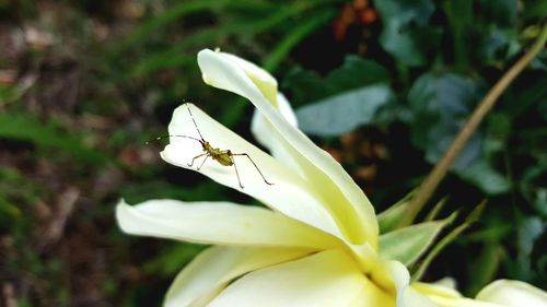 Close-up of insect on white flower