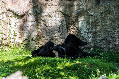 Black cat relaxing on grass