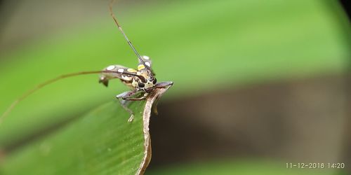 Close-up of insect