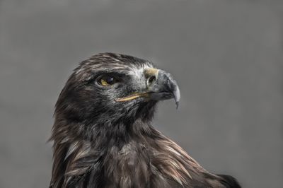 Close-up of a bird against gray background