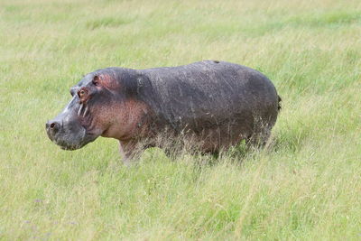 A hippopotamus in the tall grass