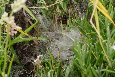 Close-up of spider web on plants