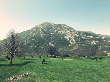 Scenic view of field against clear sky