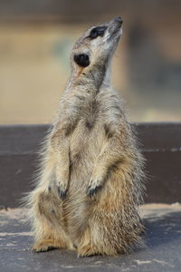 Close-up of meerkat on table