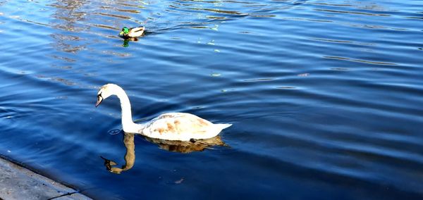 High angle view of duck swimming in lake