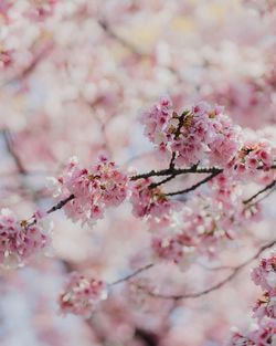 Close-up of pink cherry blossom