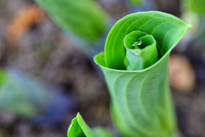 Close-up of green plant