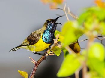 Close-up of bird perching on branch