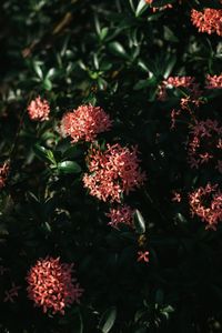 High angle view of red flowering plants