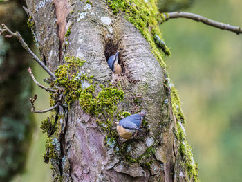 Close-up of a bird on tree trunk