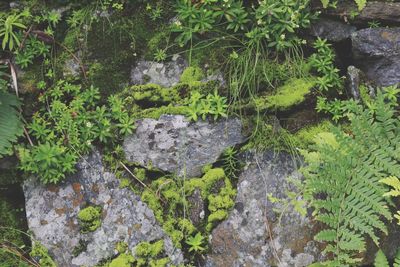 Plants growing in forest