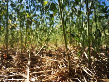 Close-up of fresh plants in field