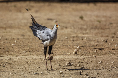 Bird flying over land