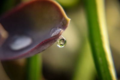 Close-up of raindrops on flower