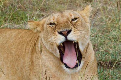 Close-up portrait of lioness roaring on field