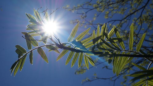 Low angle view of sunlight streaming through tree