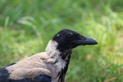 Close-up of bird perching on a field