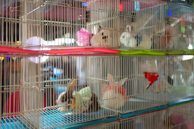 Close-up of hen in cage