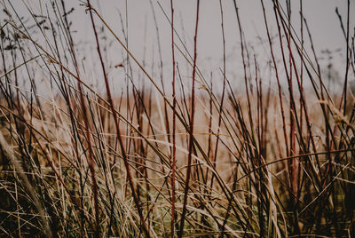 Close-up of stalks in field against sky