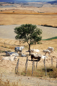 View of sheep on field