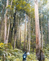 Pine trees in forest