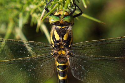 Close-up of dragonfly on grass