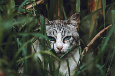 Portrait of  cat on land