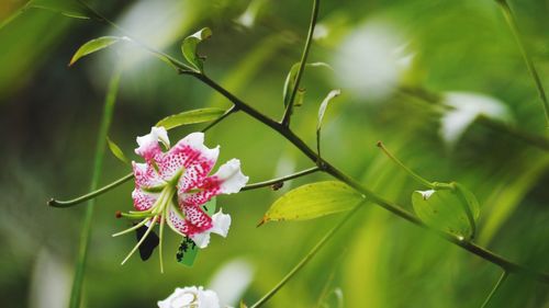 Close-up of pink flowers