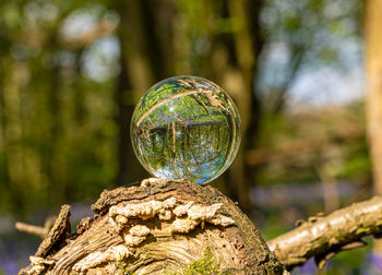 Crystal glass photo ball reflecting and magnifying upside down bluebell woods mirrored image 