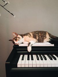 Cat resting on wall