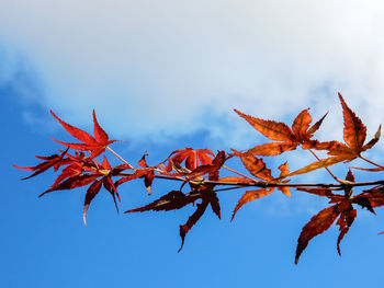 Low angle view of autumn leaves against sky