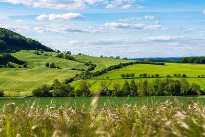 Scenic view of agricultural field against sky