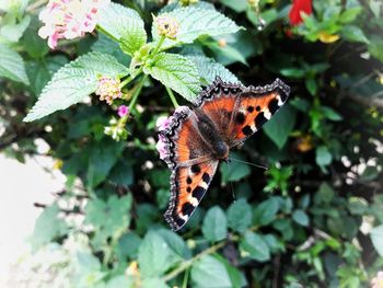Close-up of butterfly on leaf