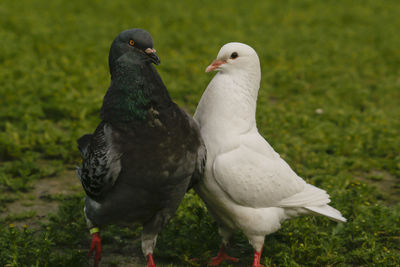 Close-up of pigeons perching on a field
