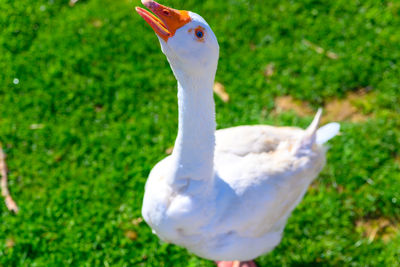 Close-up of a bird on field