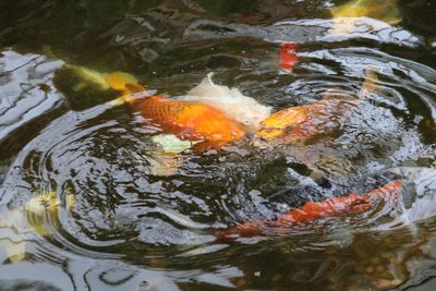 High angle view of koi carps swimming in water