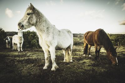 Ponies standing on field against sky