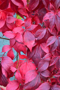 Full frame shot of pink leaves