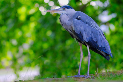 High angle view of gray heron standing 