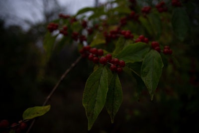 Close-up of red berries growing on tree