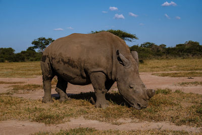 Rhinoceros standing on field against sky