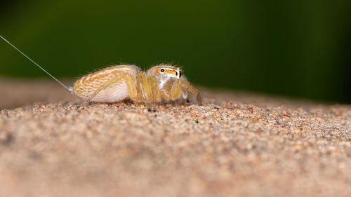 Close-up of insect on land